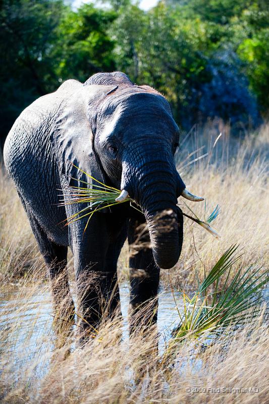 20090614_091943 D3 X1.jpg - Following large herds in Okavango Delta